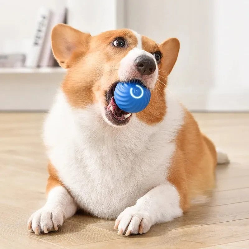 Corgi biting smart gravity jump ball, rechargeable bite-resistant dog and cat toy in blue, on wooden floor