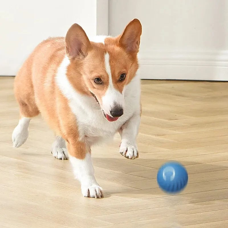 Corgi running toward smart gravity jump ball, rechargeable interactive dog and cat toy in blue, on wooden floor